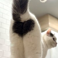 おしりにハートマーク