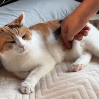 お腹を指で