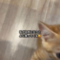 人の足によじ登っている子猫