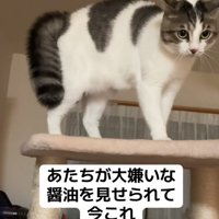 耳がピンとなる猫