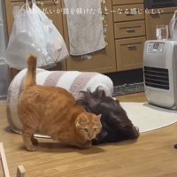 ドヤ顔する猫