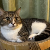 爪とぎの上で丸くなってきちんと座るマンチカン