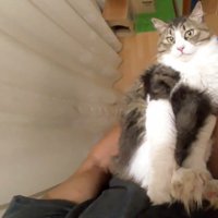 首を傾けた姿