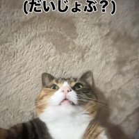目を開けたまま寝るマンチカン