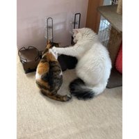 並んでいる2匹の猫
