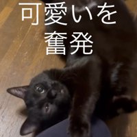 「可愛いを奮発」と書かれた写真