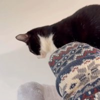 横を向くブッチャーくん