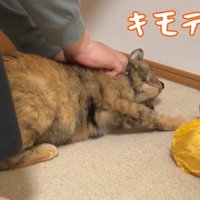 マッサージをされる猫