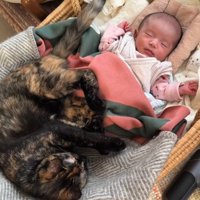 赤ちゃんに寄り添う猫