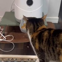 ごはんを食べ始める三毛猫