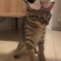 子猫を舐める白黒猫3