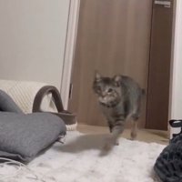 ドアから入って来る猫
