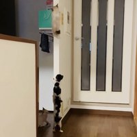袖壁を登る3匹の子猫と見守る子猫