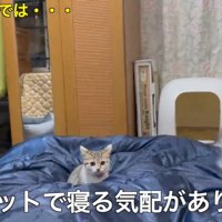 寝ている飼い主の足の間から覗く子猫