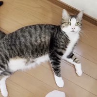 ゴロンで見上げる姿