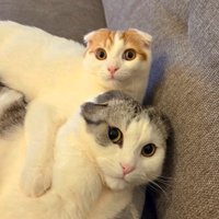 シルバー柄の猫を後ろから抱きしめるレッド柄の猫