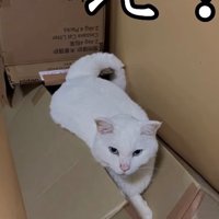 ダンボールハウスを壊す猫