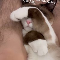 手で目を隠す猫