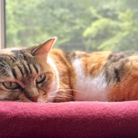 窓際でまどろむ三毛猫