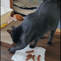 ティッシュをひっかいている猫