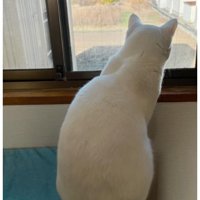 窓辺にいる猫