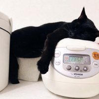 炊飯器の上で眠る黒猫