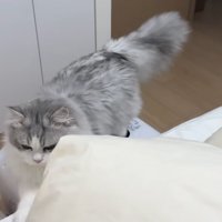 ベッドにのぼろうとする猫