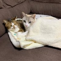 寝ている猫たち