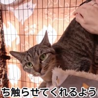 背中をなでられる猫