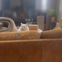 玄関を見るシロちゃん