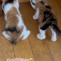 2匹並んで食事をしている子猫