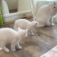 振り返った成猫に毛を逆立てる子猫