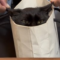 紙袋に入った猫の写真1