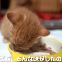 ごはんを食べる子猫