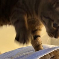 シーツの下にいる茶トラ猫を踏むキジトラ猫