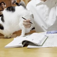 お兄さんの右腕にお尻を寄せる猫ちゃん