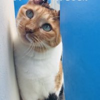 壁の隙間に入ろうとする看板猫