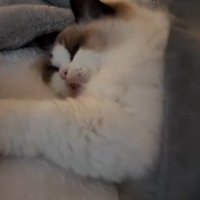 人間が猫の手をつかむ
