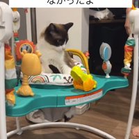赤ちゃんのおもちゃで遊ぶ猫