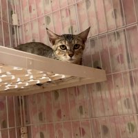 休む猫