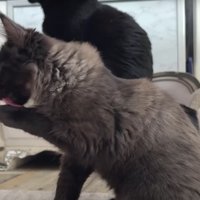 毛づくろいをしている子猫