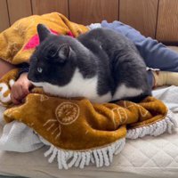 膝掛けの上に座って、少しだけ顔を赤ちゃんの方へやる猫