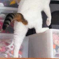 押し入れに入ろうとする猫5