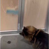 お風呂のドアの前にいる猫