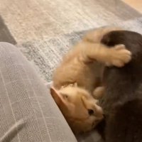 取っ組み合うふたり