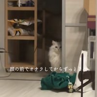 引き戸のそばでお座りをしているカメラ目線の猫（ややヒキ）