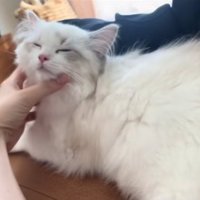 顔を撫でられて目を細めているソファの上の子猫