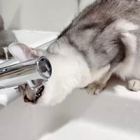 蛇口に顔を近づける猫