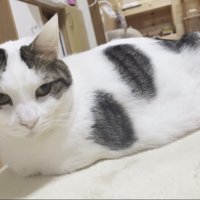 ラグの上で前足をしまって伏せる豆大福くん