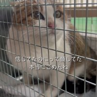 怯えた顔の猫